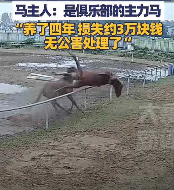 这可能是最悲剧的死法了！安徽一马场内，一匹母马发情疯狂的追逐一匹公马，公马被吓到
