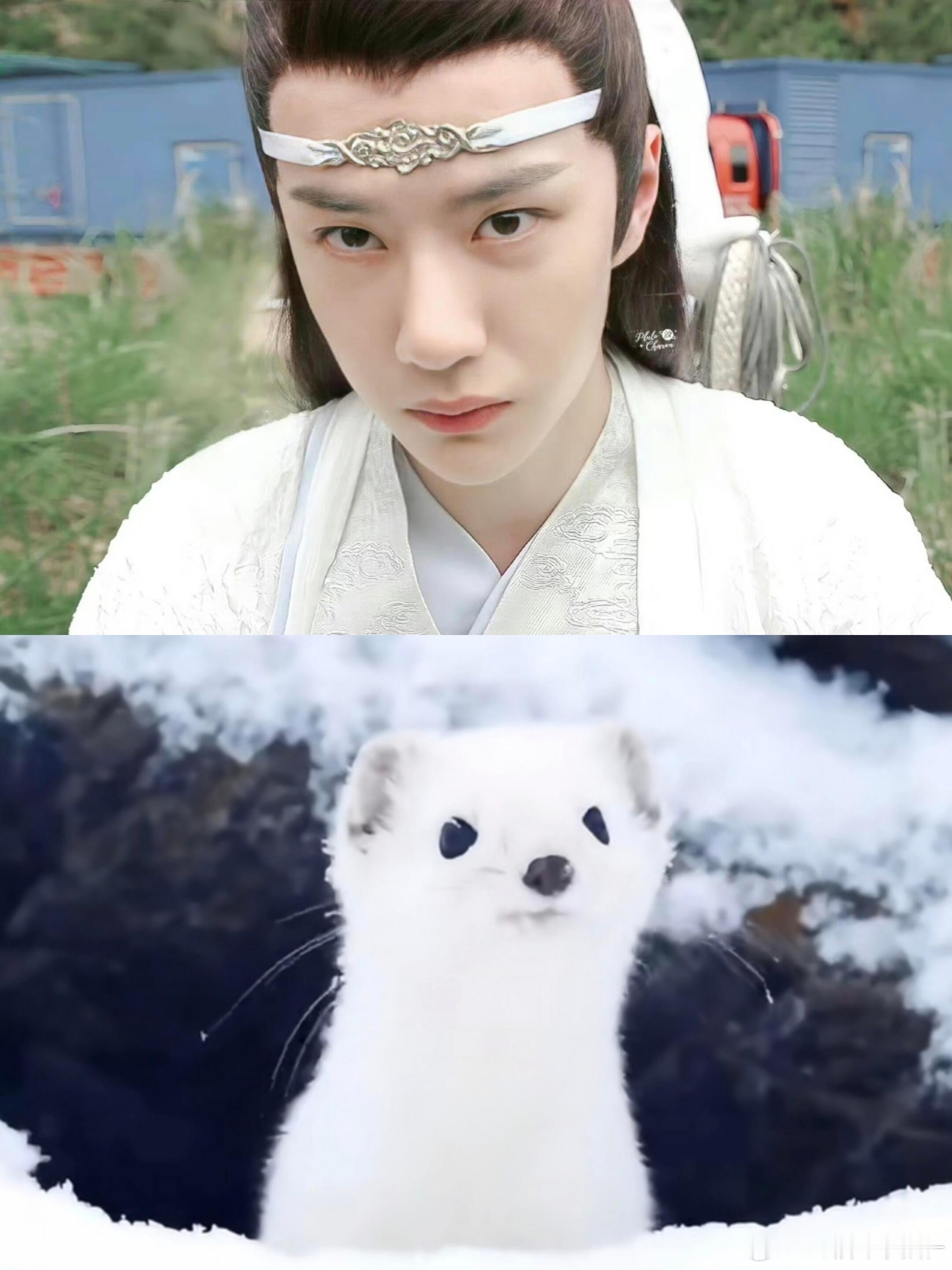 没人觉得王一博和小白鼬很像吗！！！