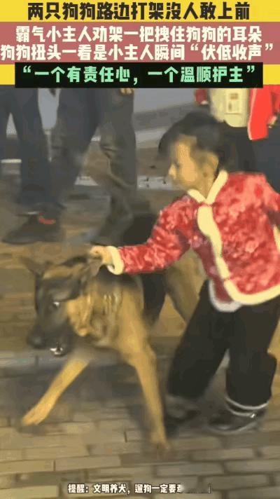 笑不活了！湖南两只没牵绳的狗狗突然扭打在一起，毛发乱飞、叫声凶狠，围观大人全不敢