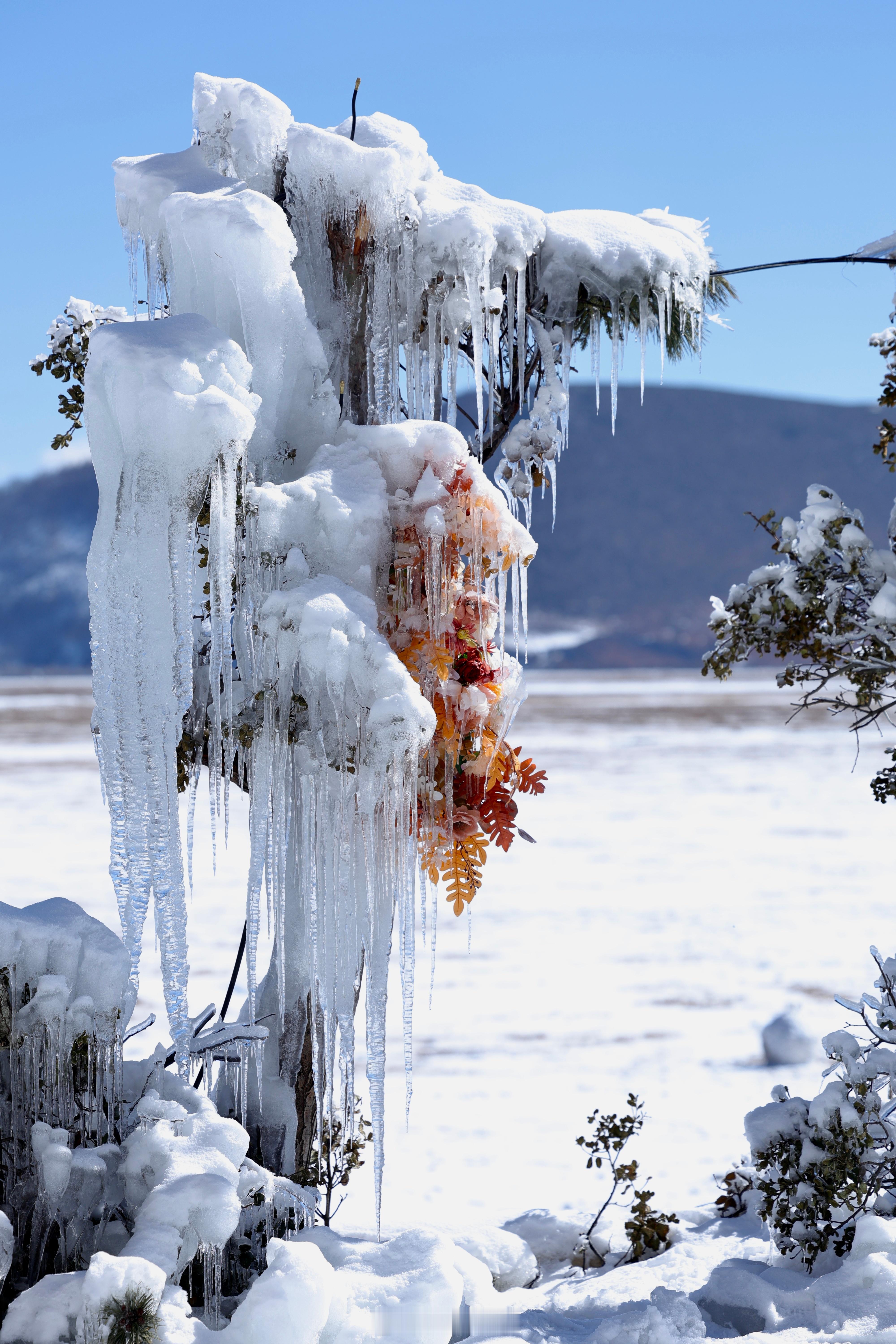 下雪时候的云南纳帕海草原上牛马悠然自得地吃草、漫步雪地它们与这片土地共同构成了一