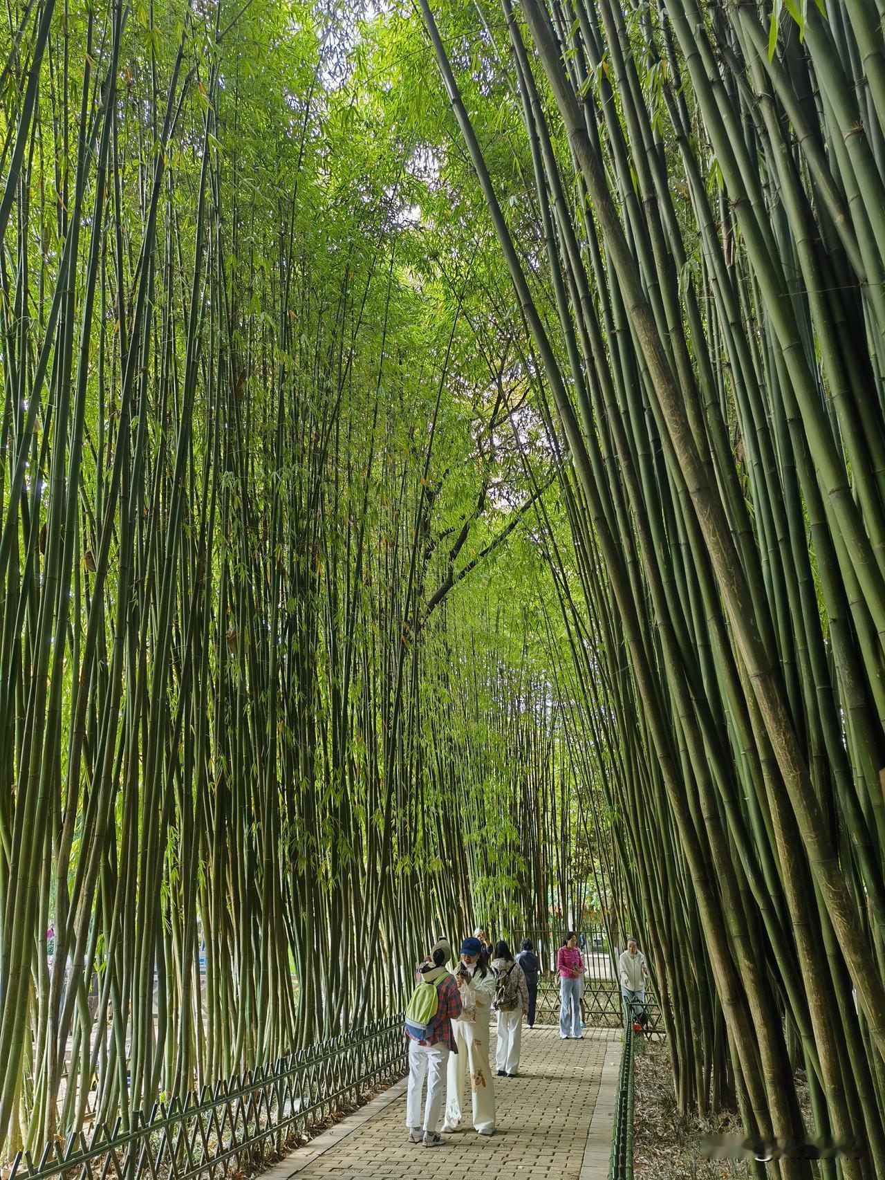 昆明翠湖公园竹林岛，是一个非常值得免费去游玩的宝藏地方。不仅风景优美，而且旅拍也