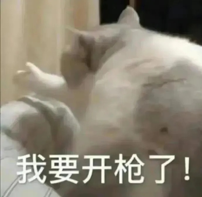 小猫找你去被窝探险