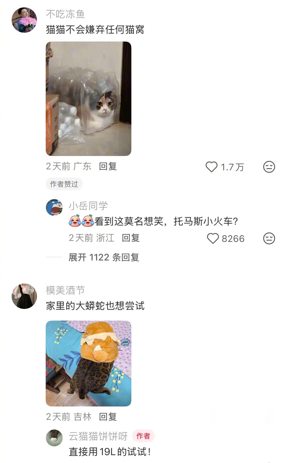 猫咪不会嫌弃任何猫窝