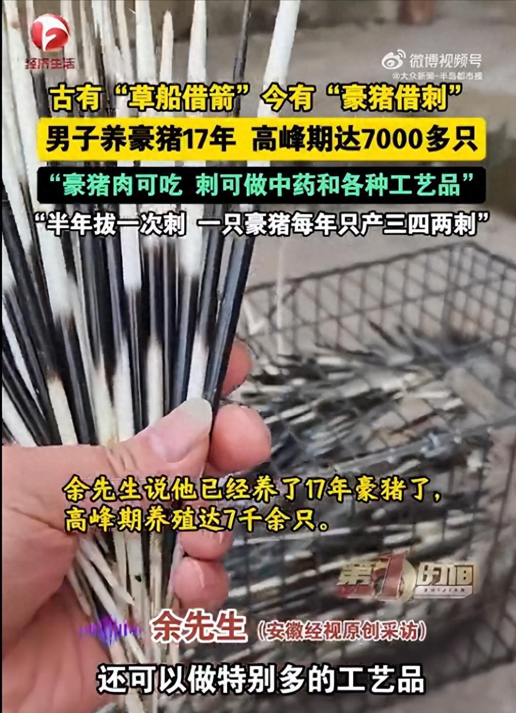 “开眼界了！”四川内江，一男子养了17年豪猪，他不做别的，就靠拔豪猪刺卖钱，每斤