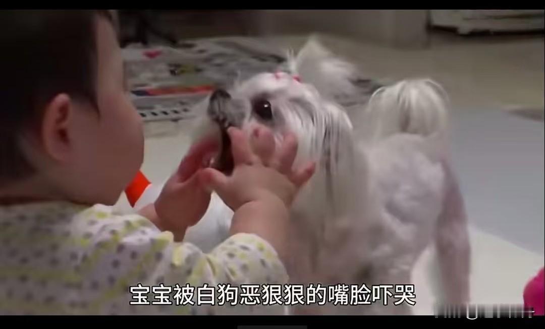 宠物狗老是欺负年幼的孩子，孩子母亲以离婚相逼拒绝丈夫处理宠物狗。孩子母亲说这条小