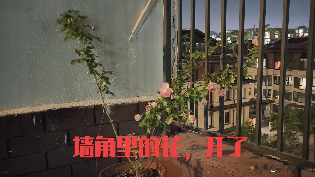 风走了，又来，还是呜呜的吹，却不知道它还是不是从前的它。雨停了，又下，