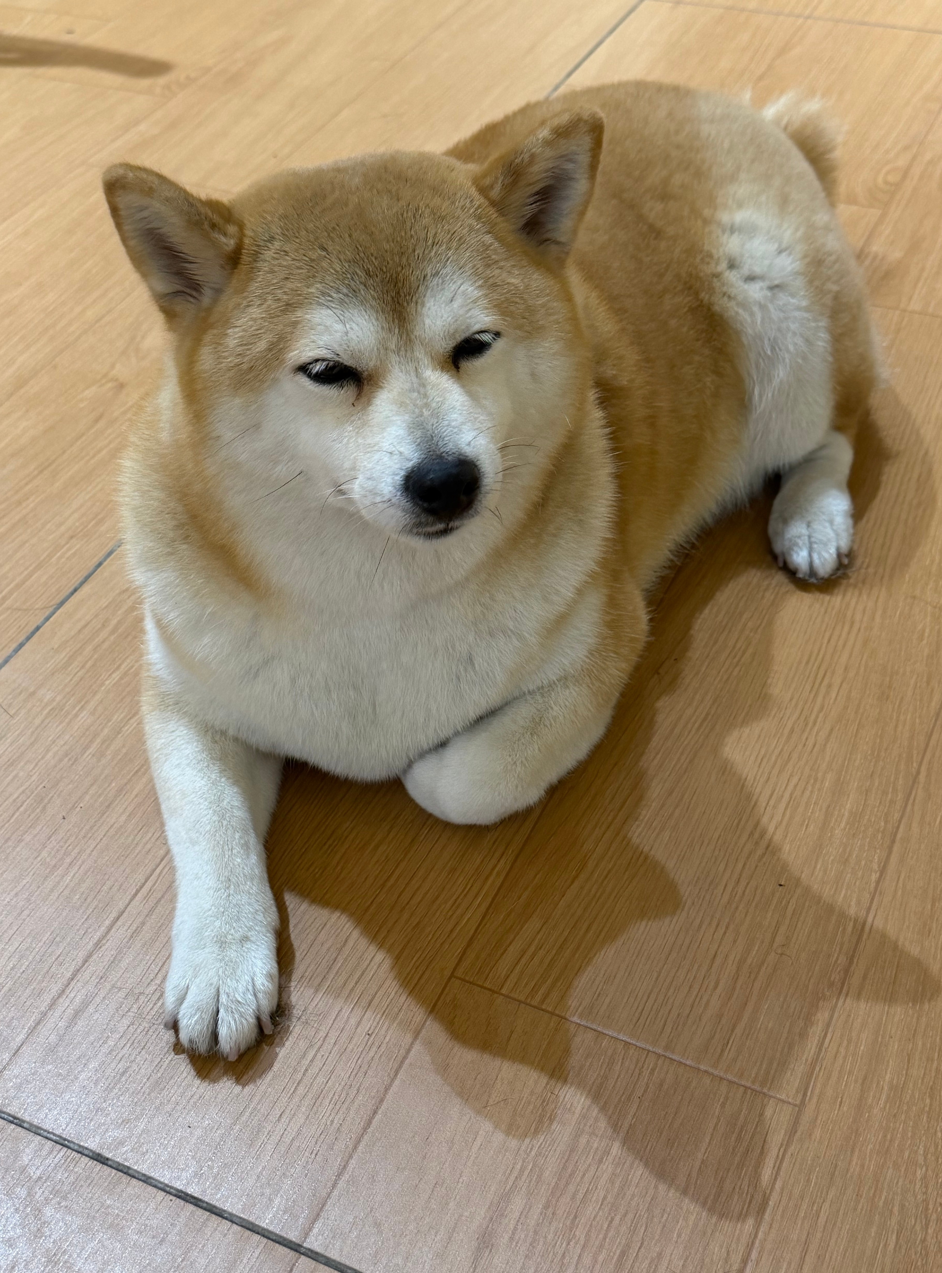 昨晚摸狗去了