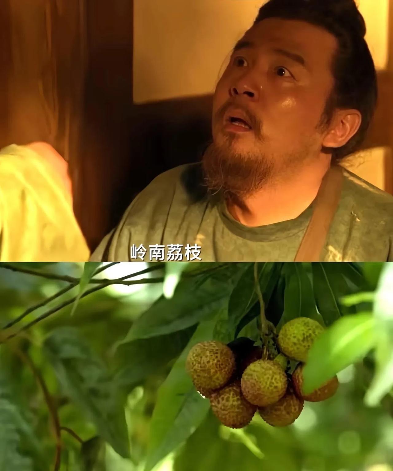 看了几集《长安的荔枝》我家小孩问她爸：为什么不直接把荔枝树盆栽运回去，直接种在