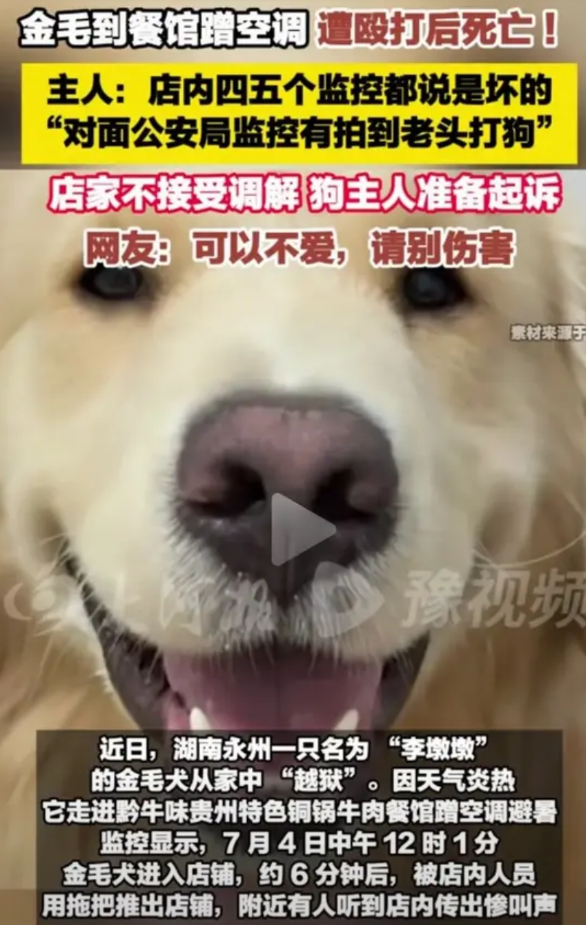 金毛“李墩墩”主人愤怒发声：我没有吃“李墩墩”的狗血馒头，餐馆只是道歉并赔了我5