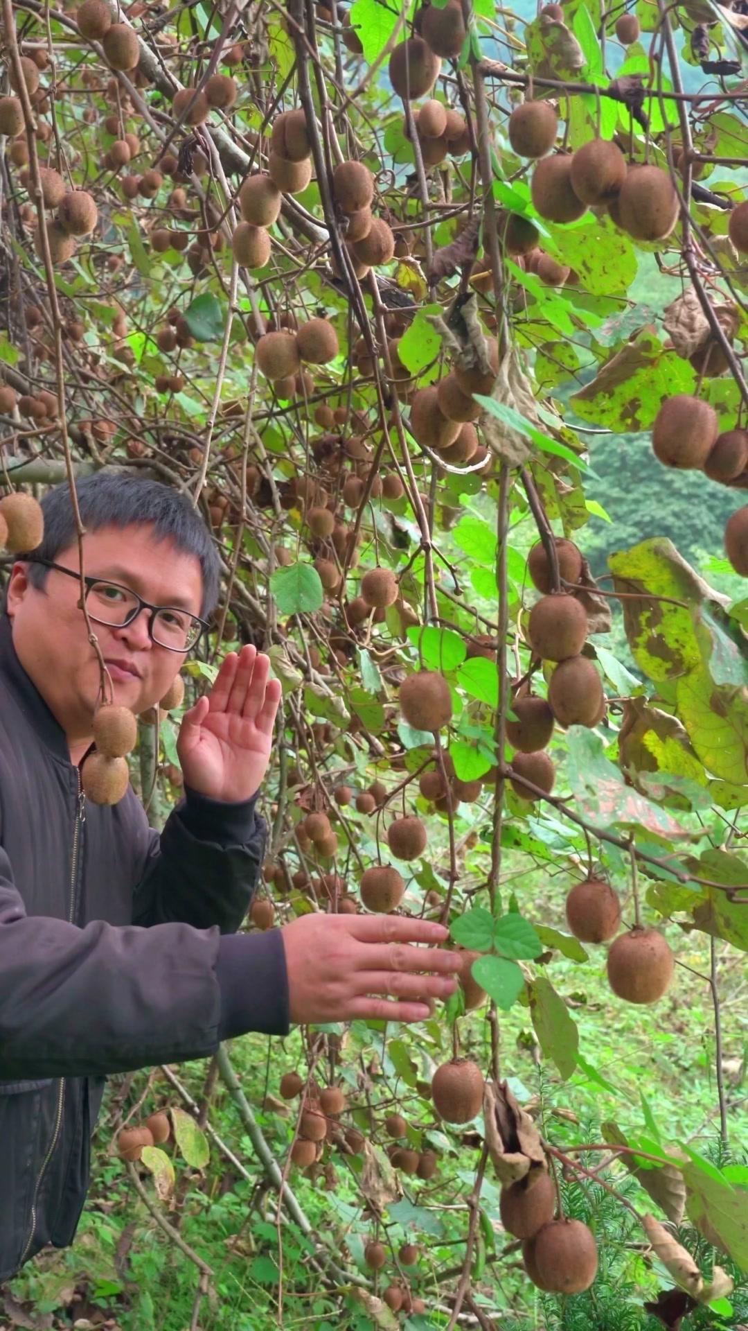 🌿秋天的大山里藏着宝贝，这种带绒毛的绿心猕猴桃你认识吗？大家都叫它毛梨儿，看这