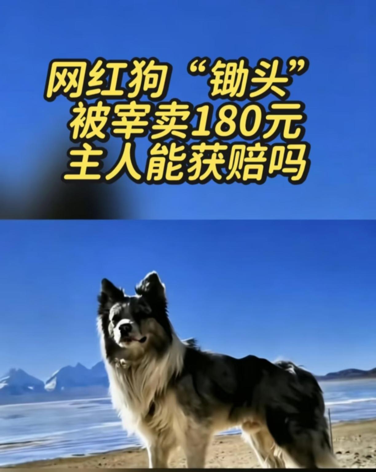 太离谱了！一条网红边牧，180块钱，转手就给人杀了。主人叫它锄头。养了好几