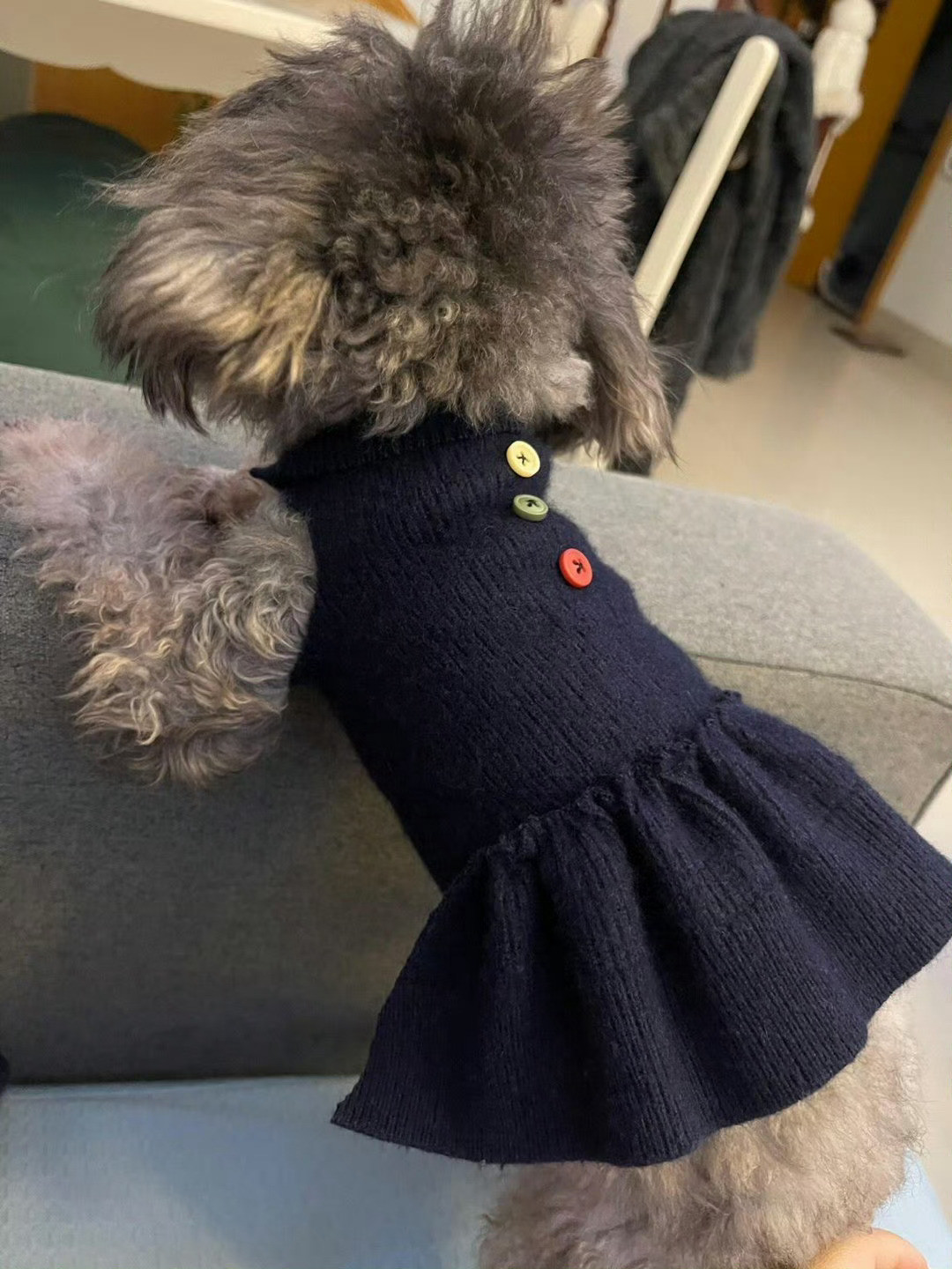给宠物做的第一件手工服饰哈哈，这衣服不错呀，很符合狗狗的气质，颜值一下子就提高了