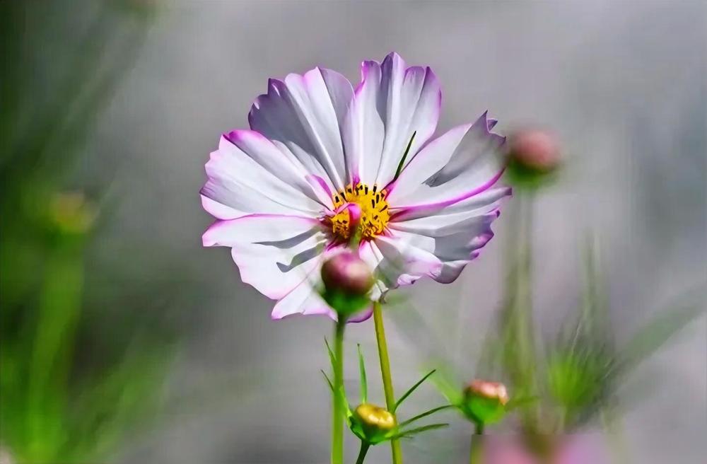 一个成年人最大的体面：卡里有钱。​生活不如意，缺的往往是人民币。​这不是