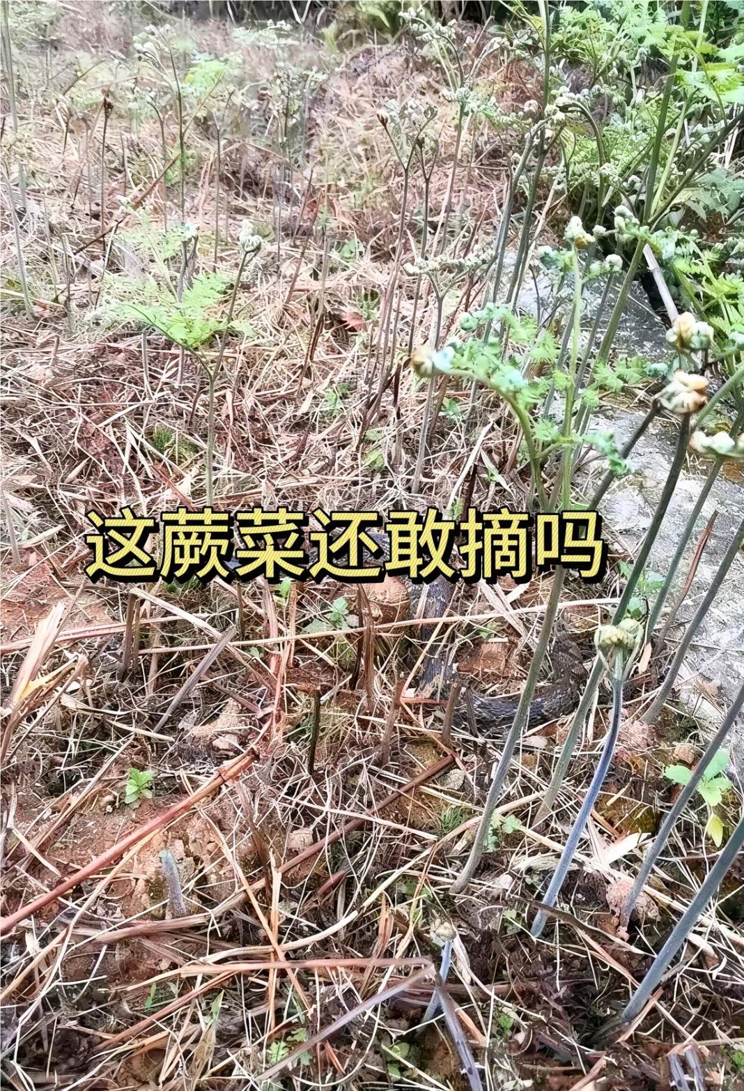 这蕨菜宁愿不吃，我也不去摘。