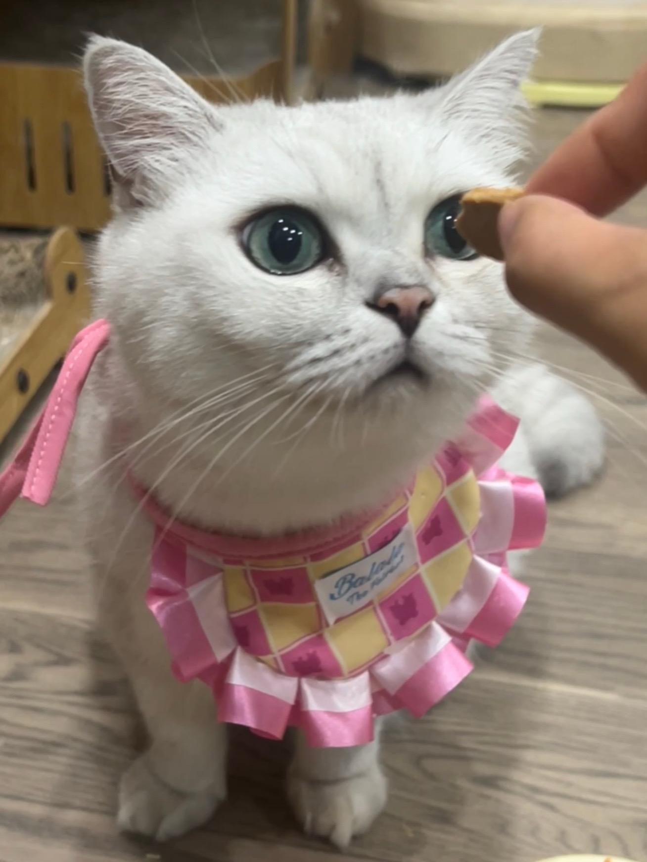 贪吃猫 喵咪日常 萌宠出道计划