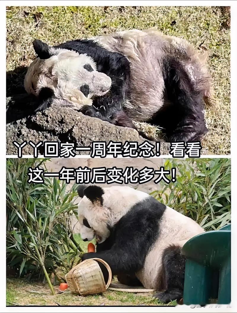 旅美大熊猫丫丫回国后，生活稳定且健康状况显著改善。如今，丫丫住在北京动物园，与萌