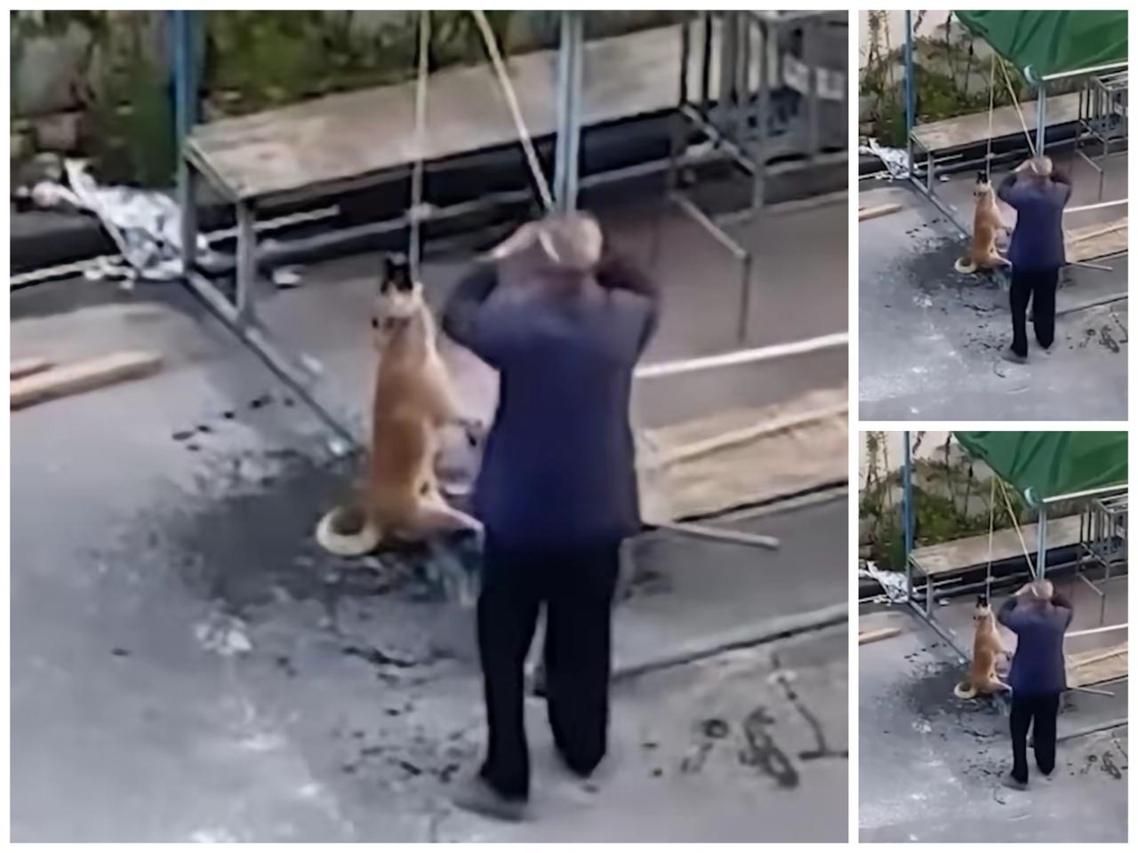 流浪狗误闯院子险遭毒手!小伙掏钱救人:你的冷漠是恶,我的善良是底线!