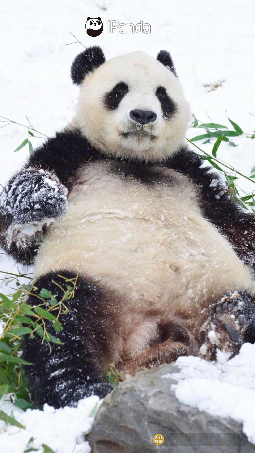 比玩秋千更快乐的是雪中玩秋千！大熊猫华奥熊猫趣图（图片来源：Tiger大菲