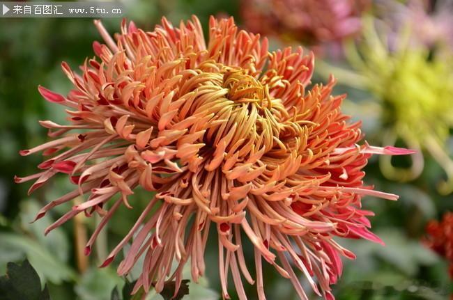 属鸡人属牛人2026年的桃花还有属鸡人，属鸡人他们比较精明，善于精打细算，做每一