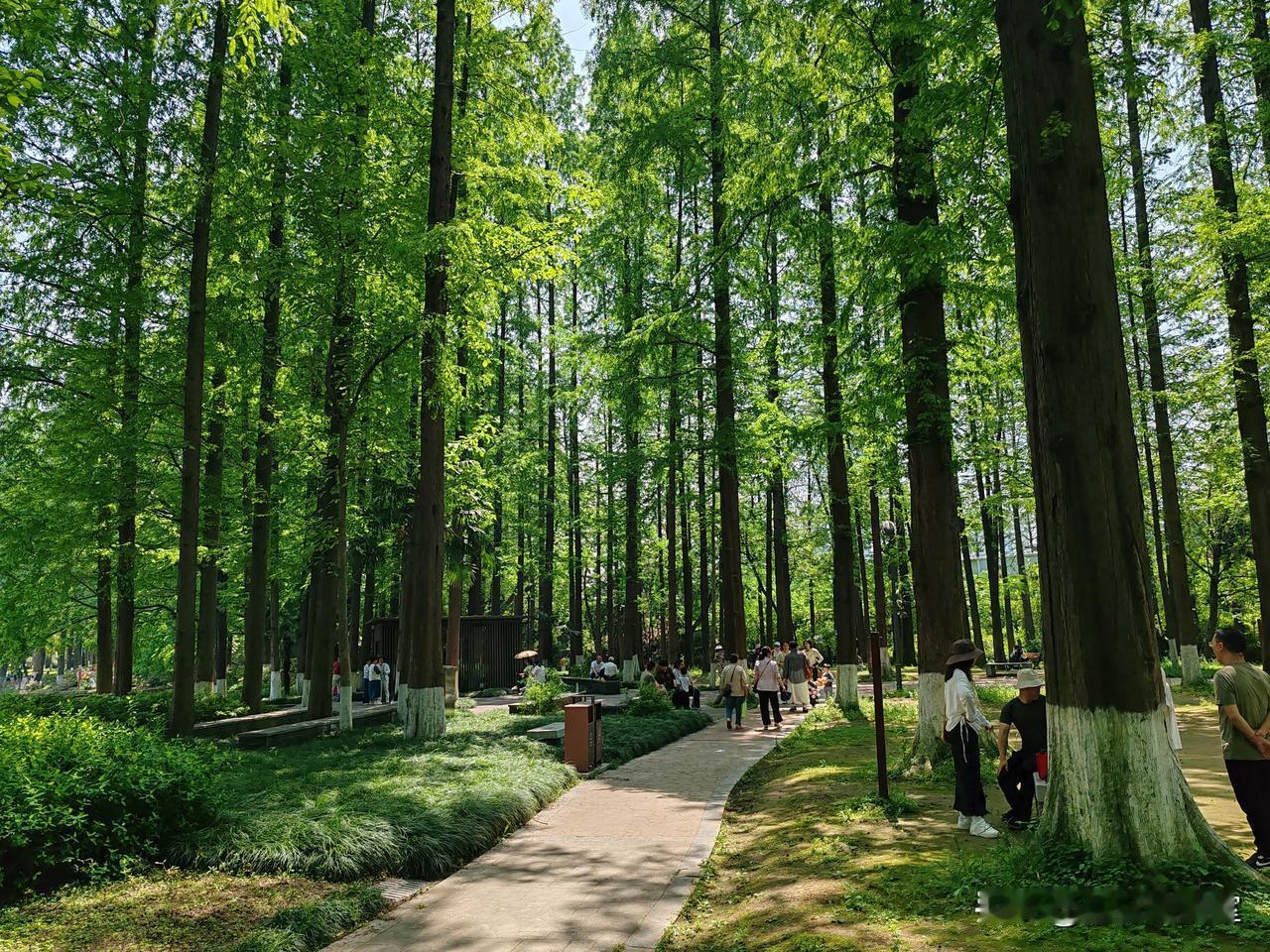 肯定不会是武汉市青山公园。武汉市青山公园现在无论是环境，还是绿化在武汉市都是知名