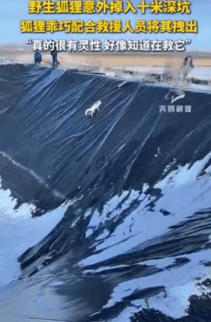“科学解释不清了！”内蒙古，一只野生狐狸意外掉入10米深坑，当救援人员放下