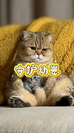 看完这条视频，细节让人印象很深。主人伸手想要把小猫从猫妈妈怀里抱出来，猫妈妈立刻