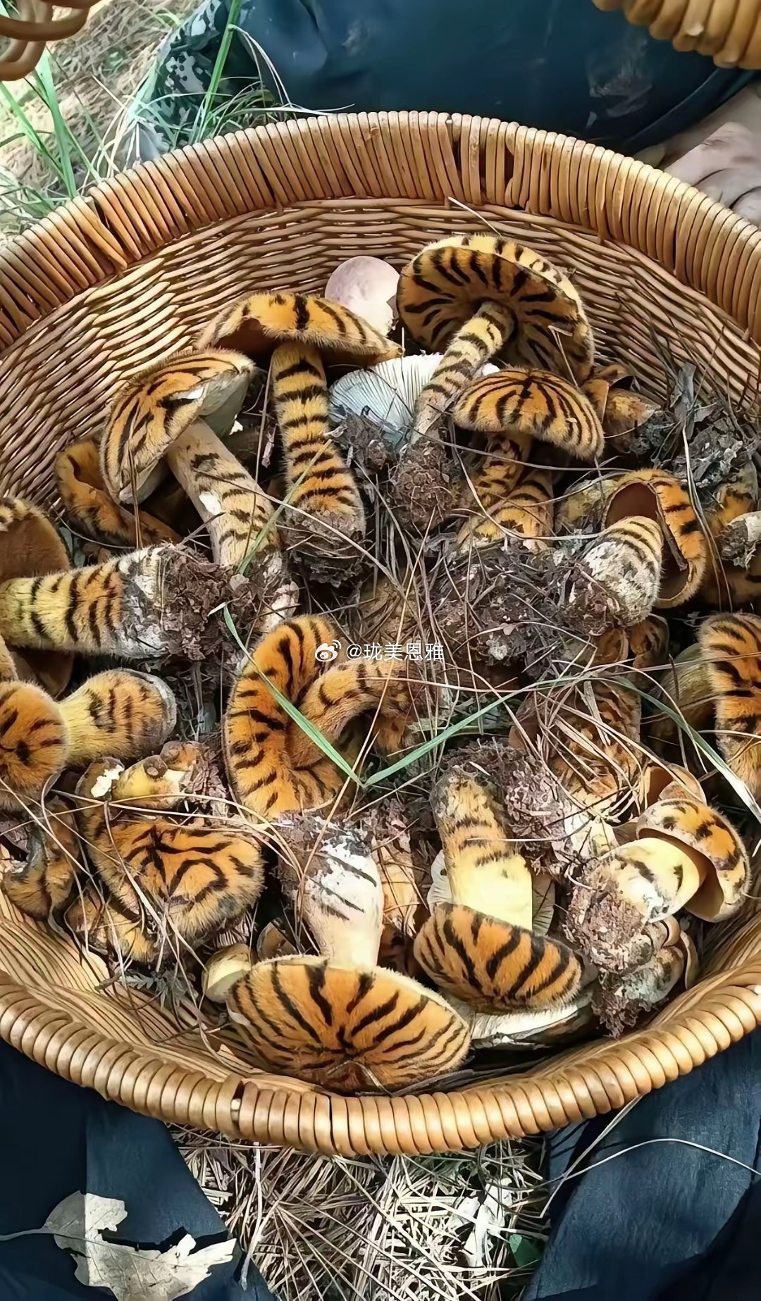 这菌怎么做？？？是吃还是不吃呢？