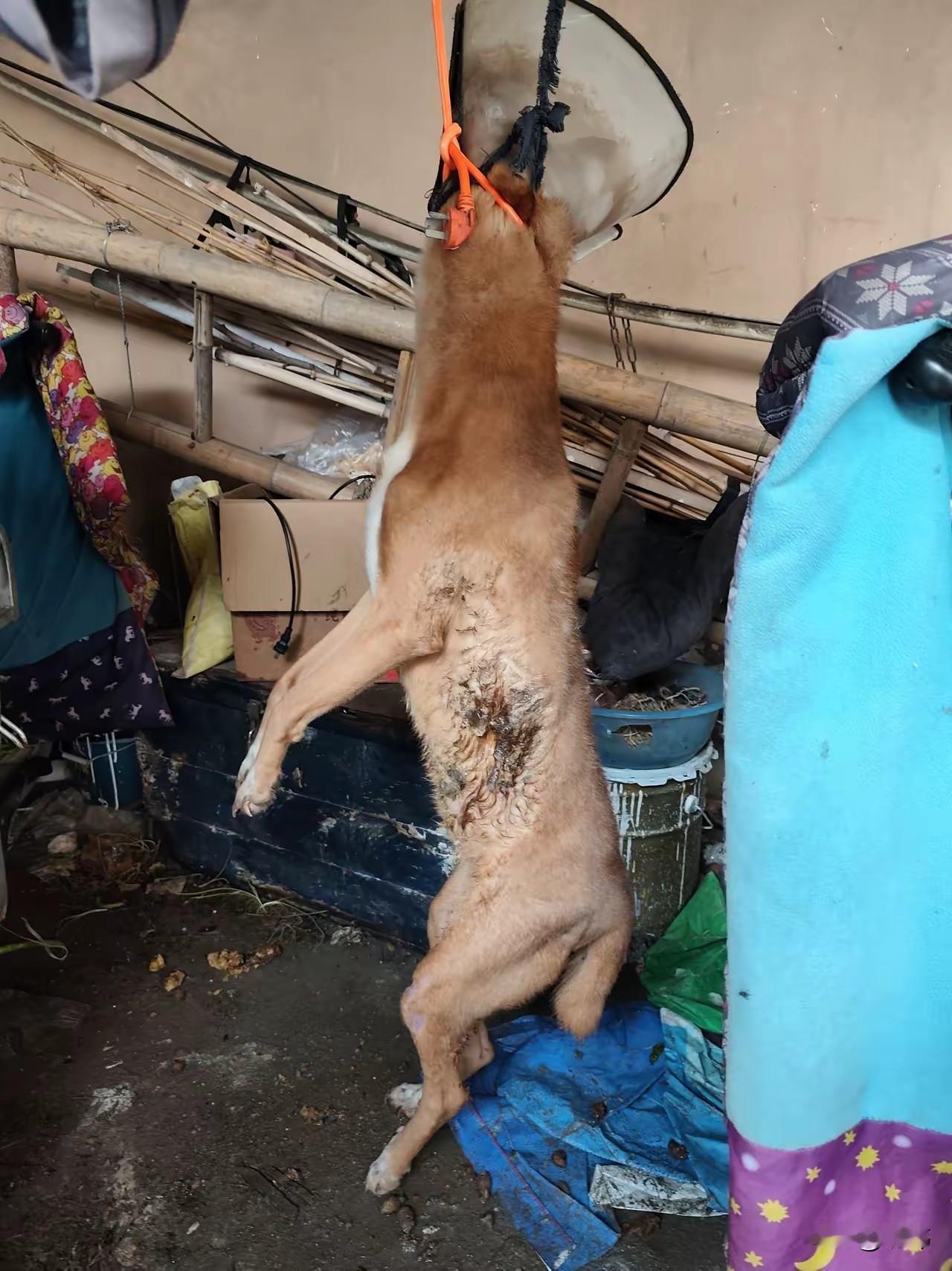 太残忍了，一位小姐姐经常投喂流浪狗流浪猫，这天她和往常一样去公园投喂它们，可却发