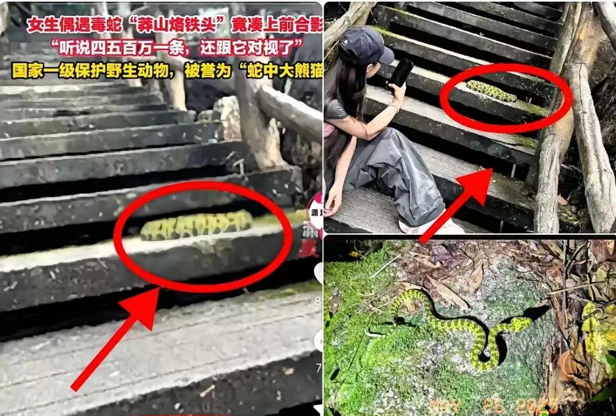 不作死就不会死！湖南女子莽山爬山时误把野生毒蛇“莽山烙铁头”当成价值500万的
