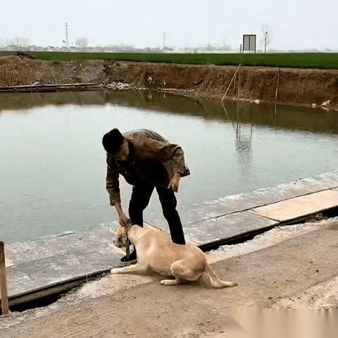 “哗”一声，水花炸得老高，一个大男人直挺挺栽进了池塘里。岸上，那条狗，连一根毛
