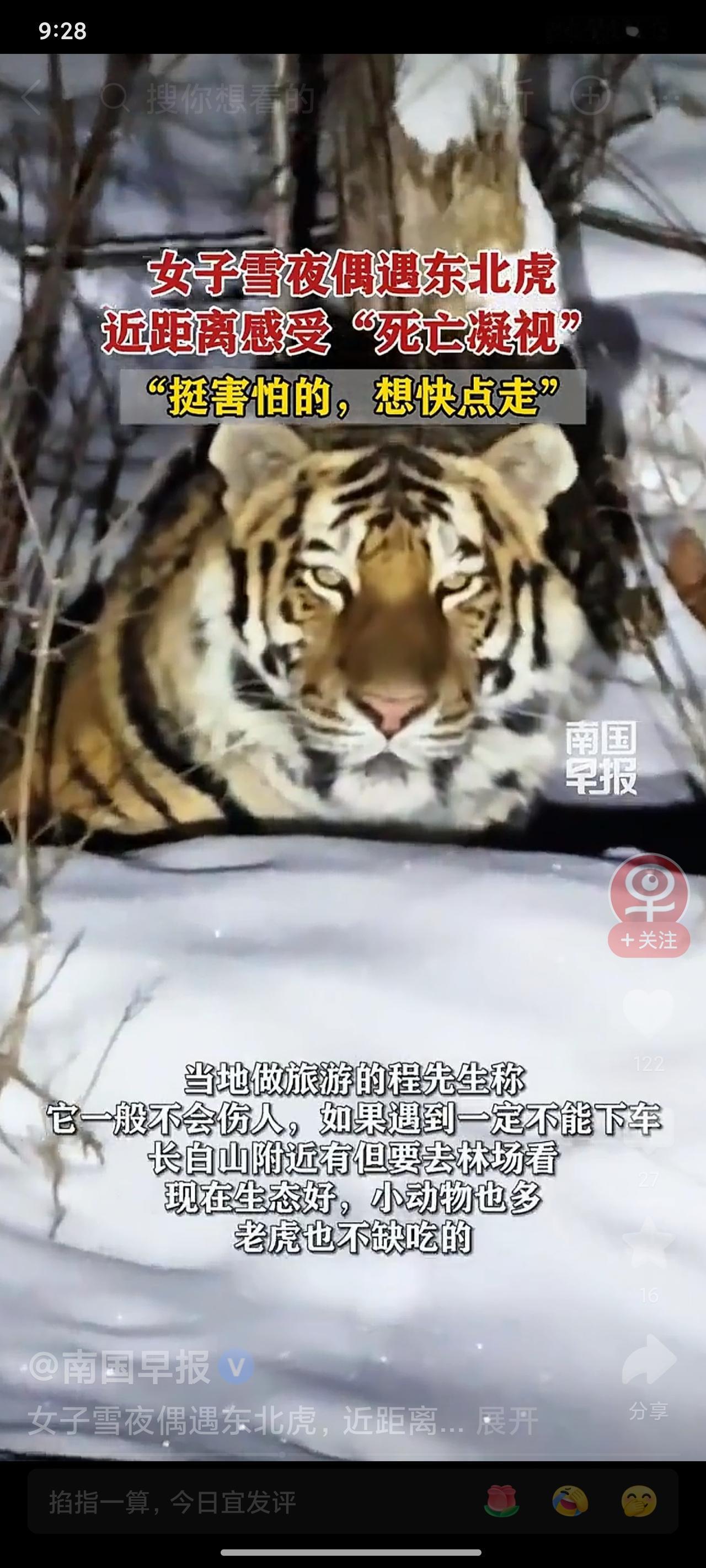 吉林珲春，一名女子驾车时偶遇野生东北虎，与老虎在车窗前零距离对视长达5分钟，吓得