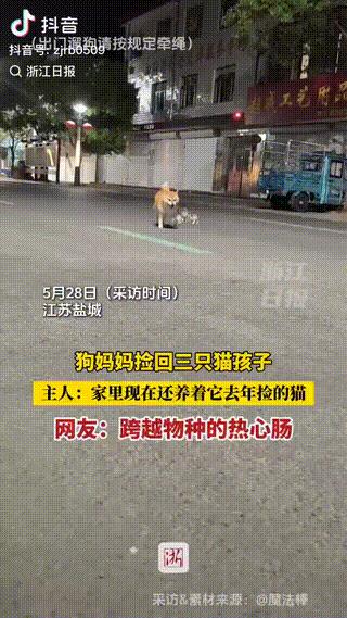 “太有爱了！”江苏一位女子带自家狗子夜跑，原本是图个清静，结果狗子一路跑一路转头