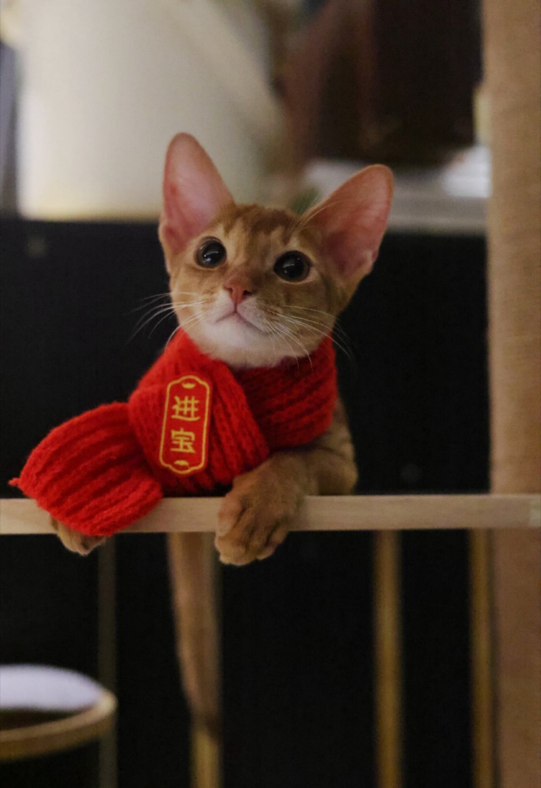 梓渝携小猫拜年，小鱼新年快乐！新的一年也要多见面！！认识你很幸福˃ᵕ˂假期好好休