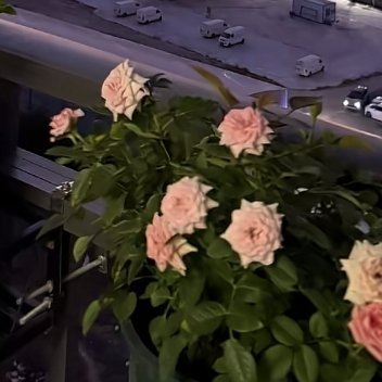 种植／微公益玫瑰种植方法1、根部种植首先需要将鲜花剪下，用酒精消毒，备用。其次