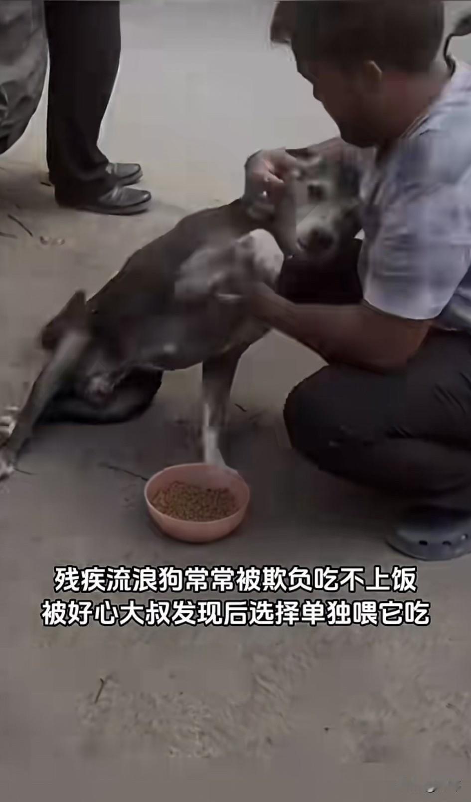 太可怜了！一位大叔非常有爱心，经常投喂流浪狗流浪猫，他发现有只可怜的残疾流浪狗经