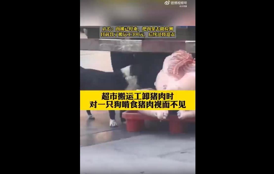 5月31日，湖北孝昌网友曝光一则离谱视频：当地一家超市卸货转运生鲜猪肉时，一条黑