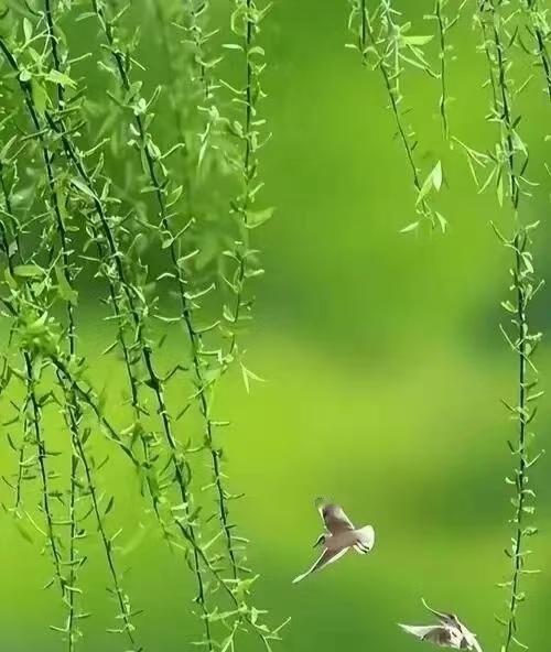 一帘春，醉了流年；十里风，暖了人间。风从远山来，云散半边天。一抹胭脂色，带露拂紫