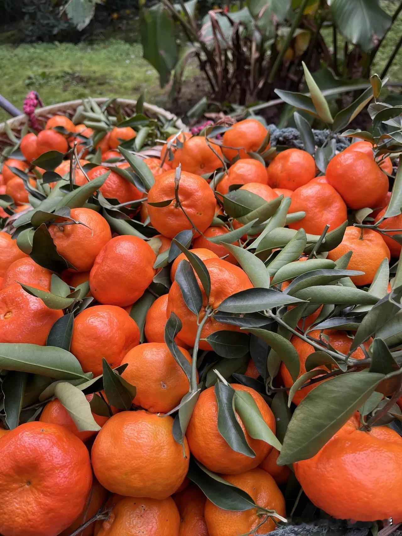 又到了红桔采收的季节，也不知道今年家里的红桔挂果怎么样？