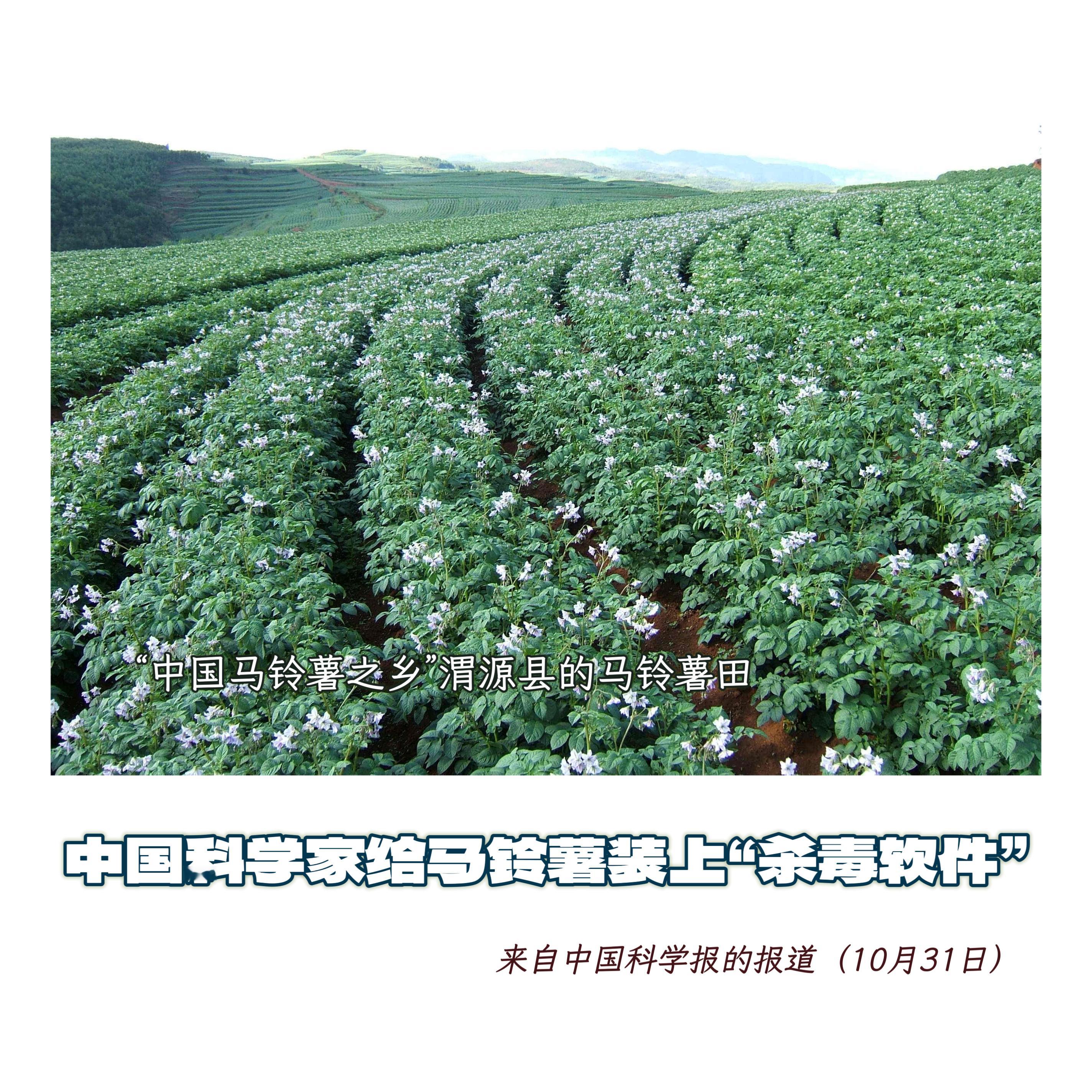 【中国科学家给马铃薯装上“杀毒软件”】　　（中国科学报2025-10-311