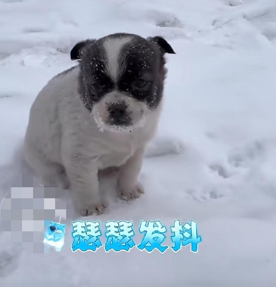 太心疼了！近日，黑龙江一女孩走在路上，遇到一只被冻的瑟瑟发抖，呜呜叫的小奶狗。女