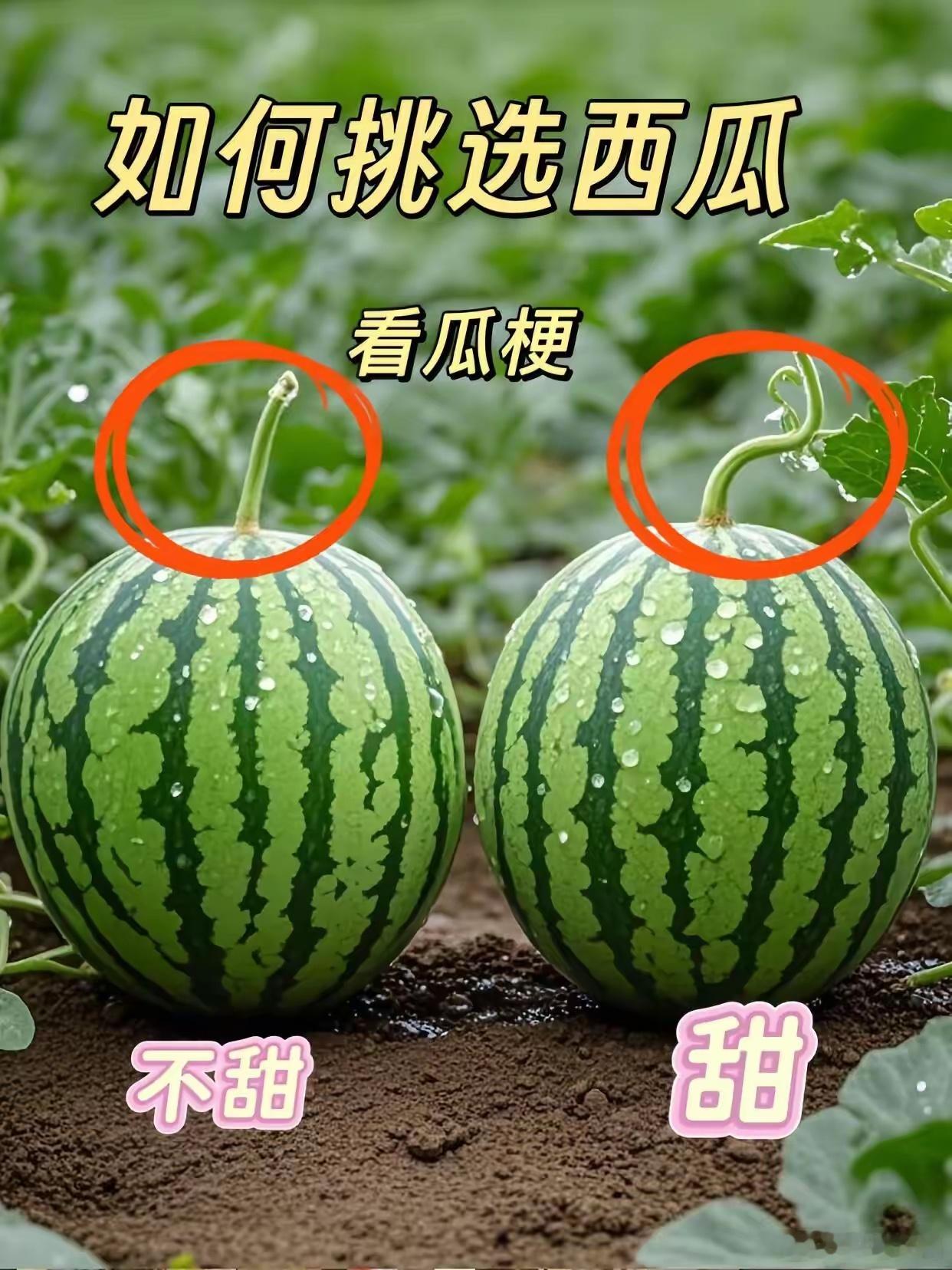 夏天吃西瓜的季节，西瓜可以这样挑↓↓↓​​​