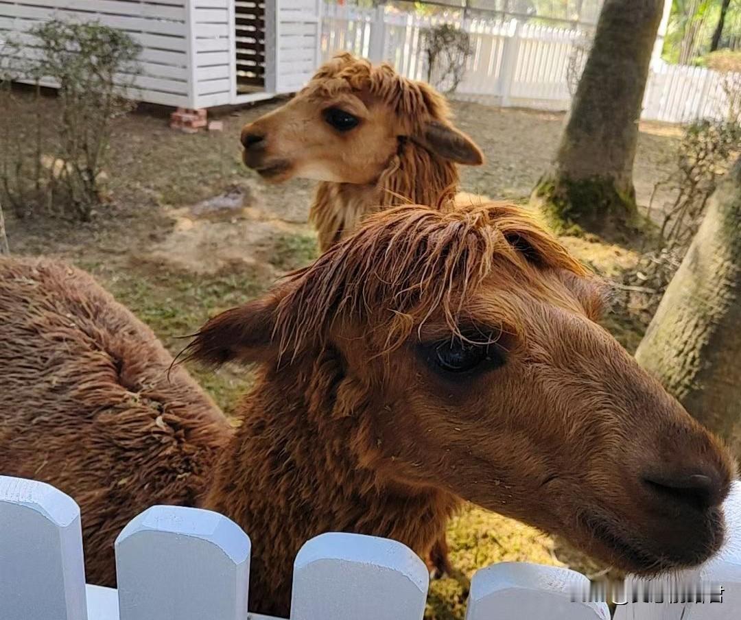 为了个鼻子，居然要把自己送进去，这女子实在是愚蠢。一女子和前男友分手了，去前男友