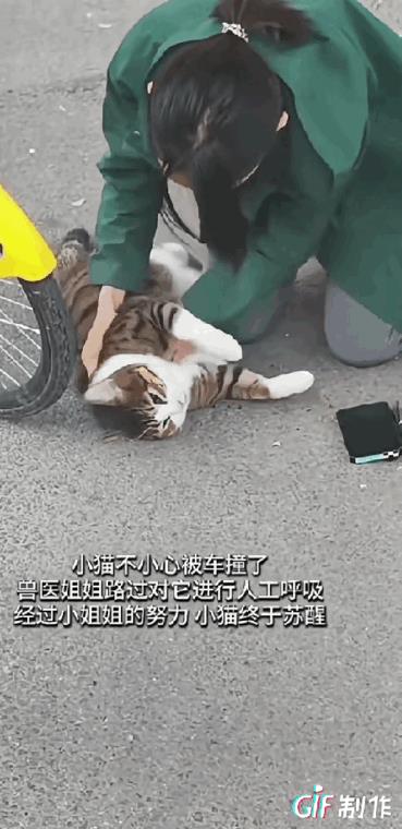 说是猫咪被车撞了，这位女士赶紧进行抢救，胸部按压、人工呼吸。我看动图是拍段子呢
