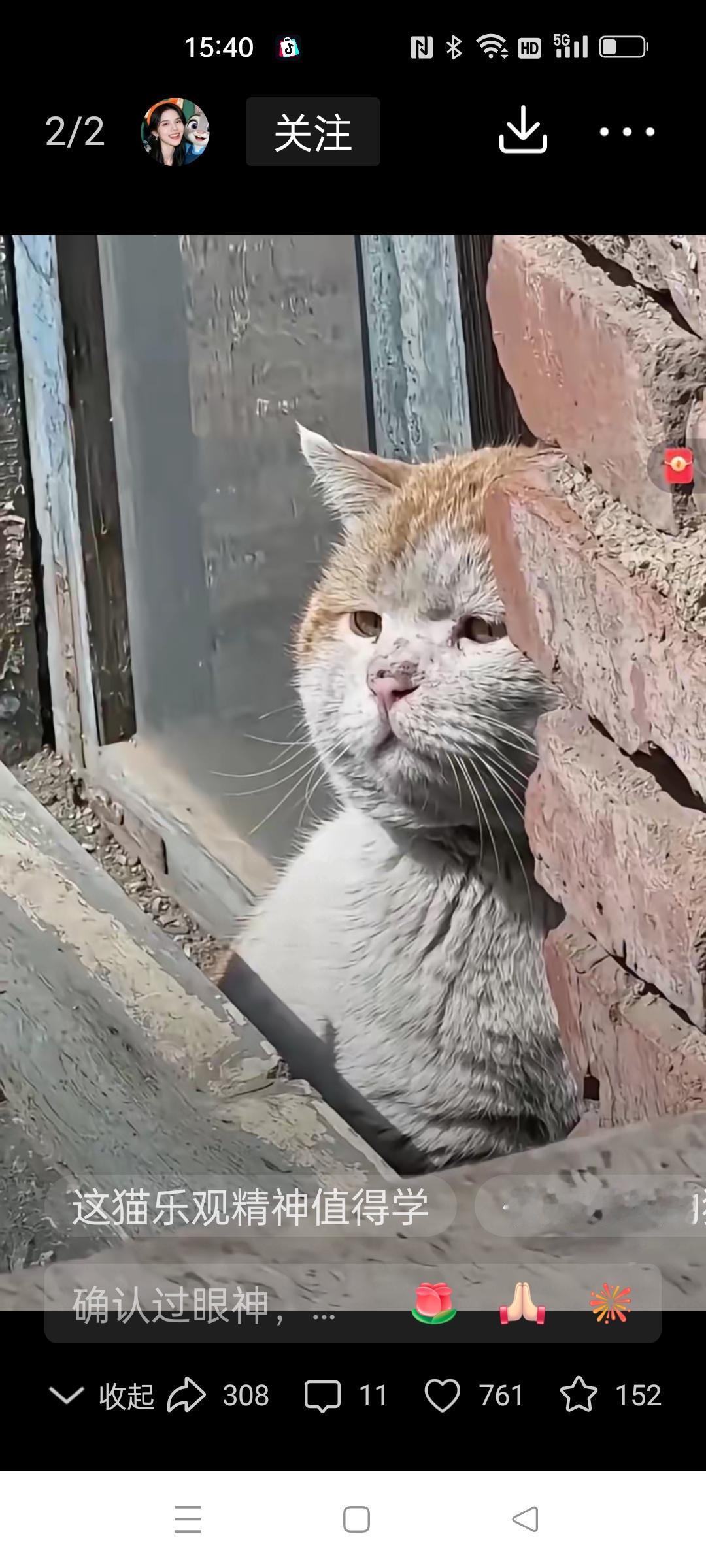 没有对比，就没有伤害！火遍全网的流浪猫，该吃就吃，该喝就喝，什么事都不往心里去