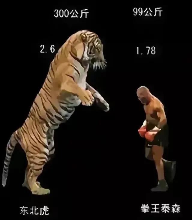 看了这个画面，我感觉武松的打不过老虎！7米宽的河流，一跃而过。逃生者还没游到河中