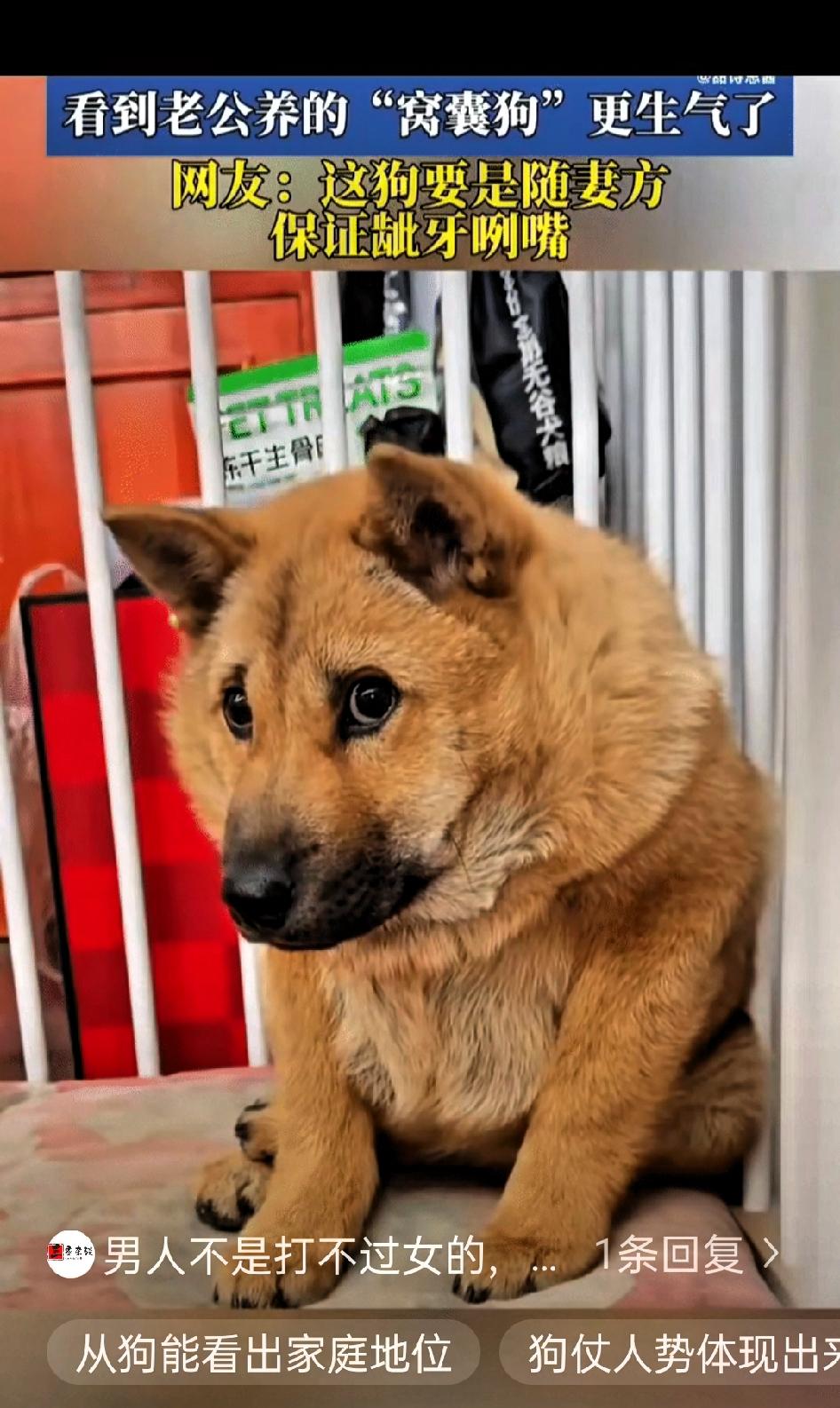 女子跟老公吵架后，看到老公养的狗狗，正夹着尾巴蹲在角落里，怯怯地望着自己。夫妻吵