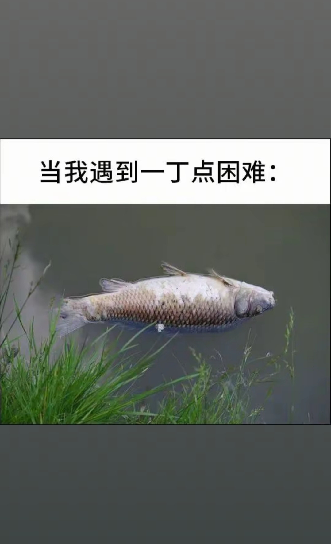 应该是闲鱼翻身