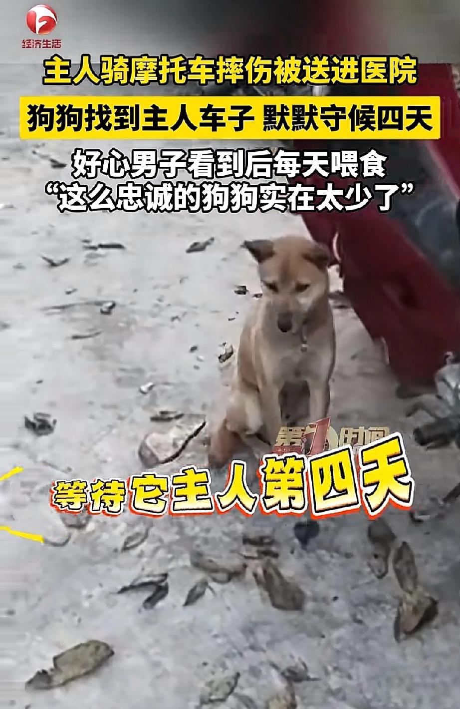 四川绵阳，主人骑摩托车下山采买时不慎摔伤，随后被送往医院救治。大黄下山寻到主人的