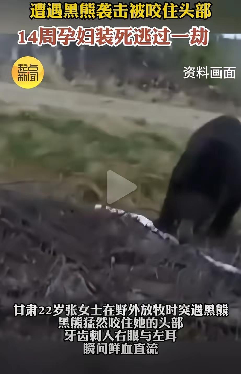 近日，甘肃，一孕妇在野外放牧时，突然被一头黑熊袭击，孕妇的头部瞬间被黑熊咬住，当
