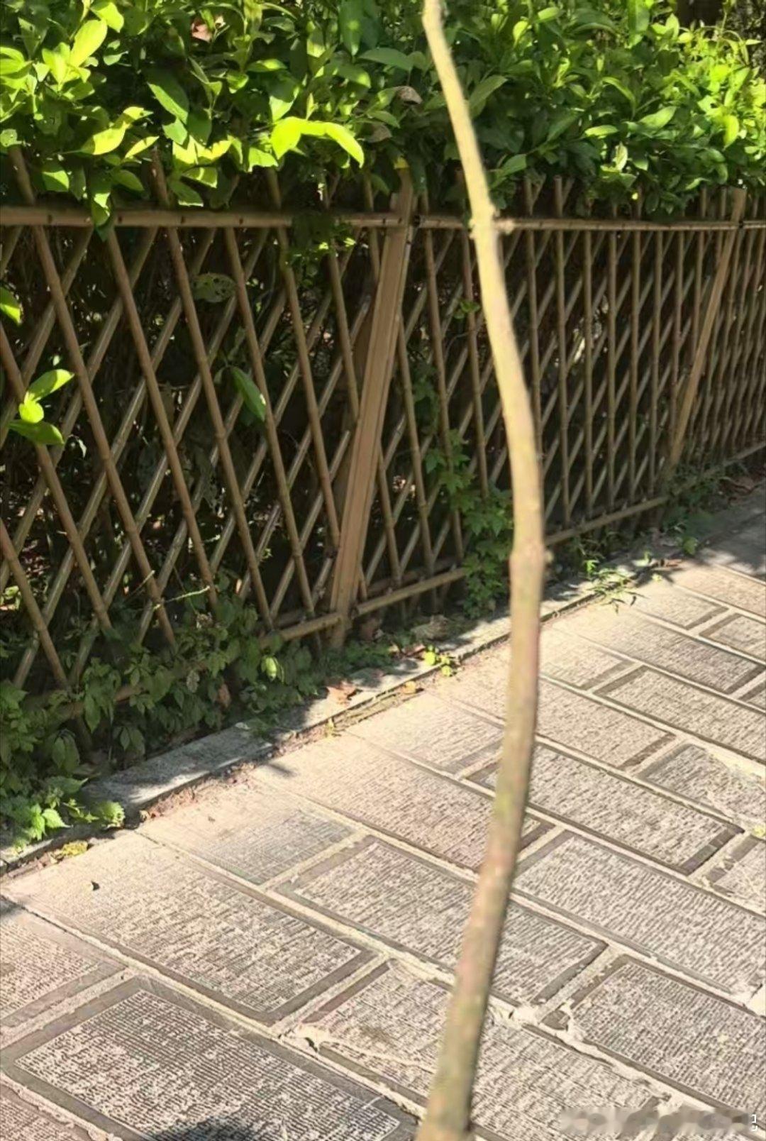 用这个把蒂蒂屁股打烂​​​